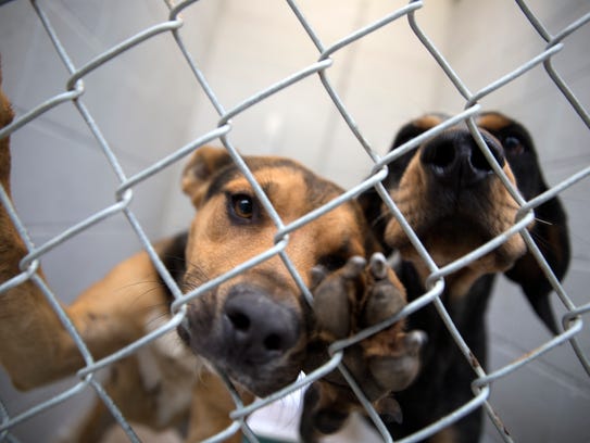 City commissioner expresses concerns about staffing levels