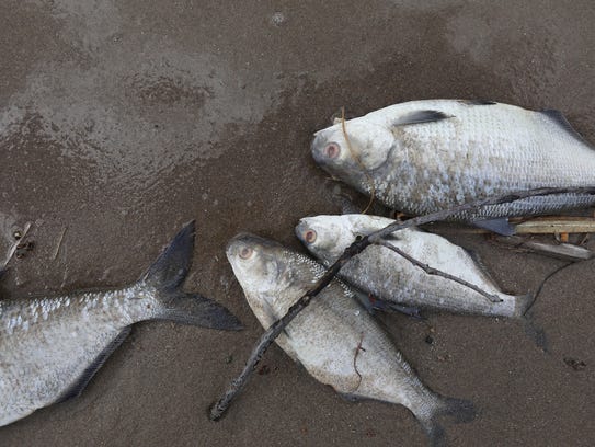 Dead fish lie on the Webster side of the Irondequoit Bay Outlet Bridge.