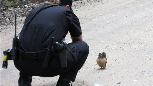 In this July 21, 2015 photo, provided by Boulder County Sheriff’s Deputy, Deputy Sophie Berman crouches over a small owl, making a brief video before the bird flew away, near Rainbow Lakes, outside Nederland, Colo. Berman came across the raptor on a dirt road as Berman patrolled the area.