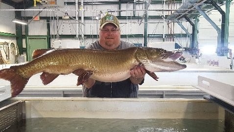 Hackettstown Hatchery Superintendent Craig Lemon with big musky netted for eggs.