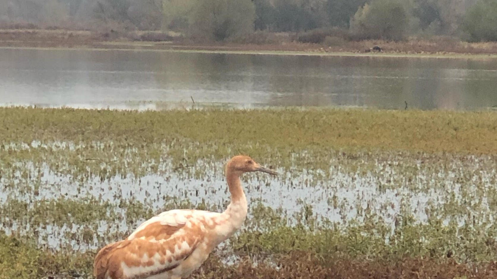 Juvenile whooping crane doing well after release in Indiana