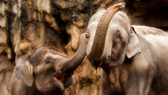 Asian elephant bull Rama (right) plays with female Asian elephant Chendra at the Oregon Zoo.