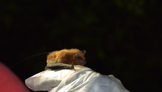 A close up of an evening bat, the first new bat species found in Wisconsin in more than 60 years.