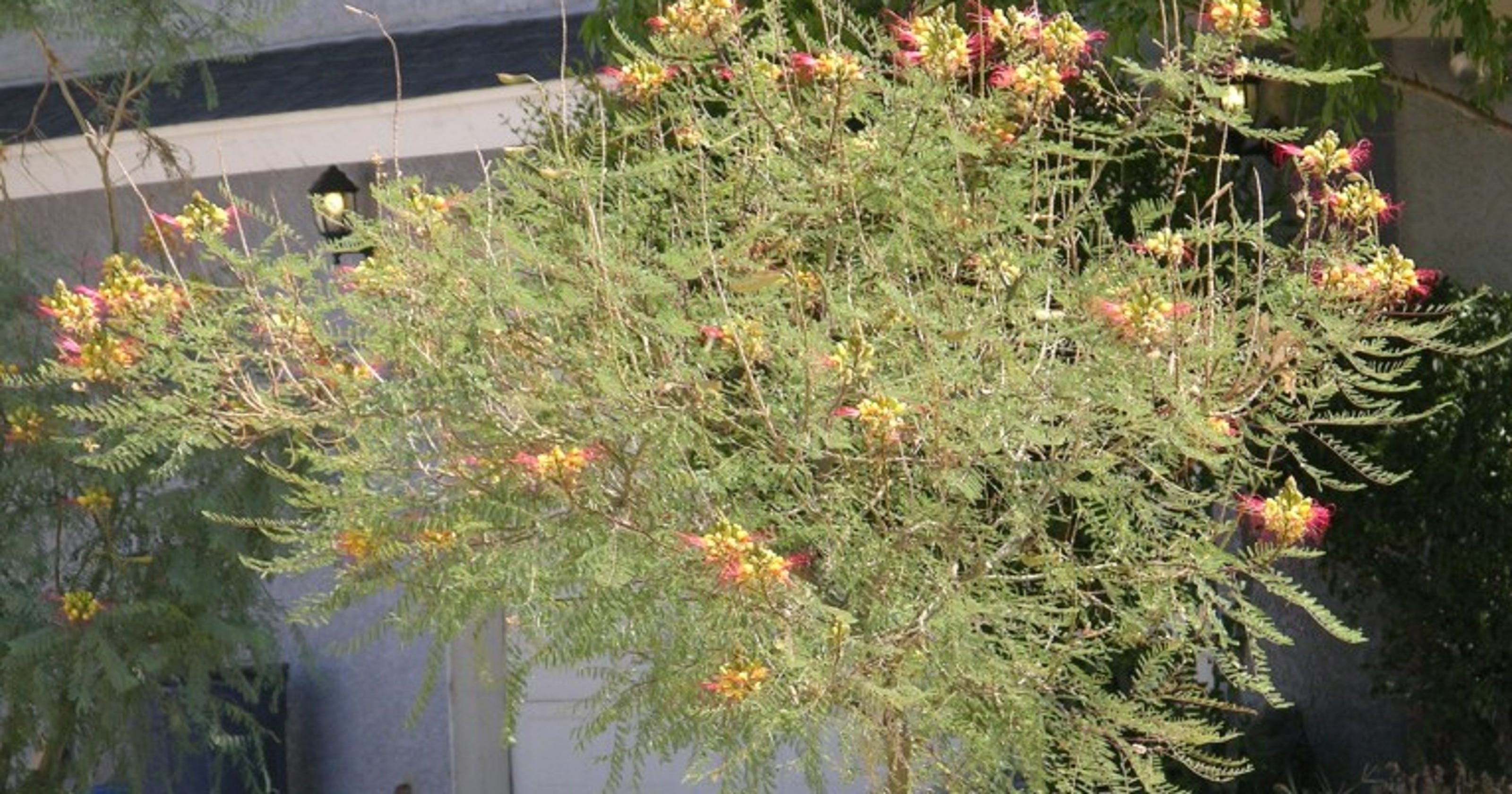 What is the proper care for Mexican Bird of Paradise?