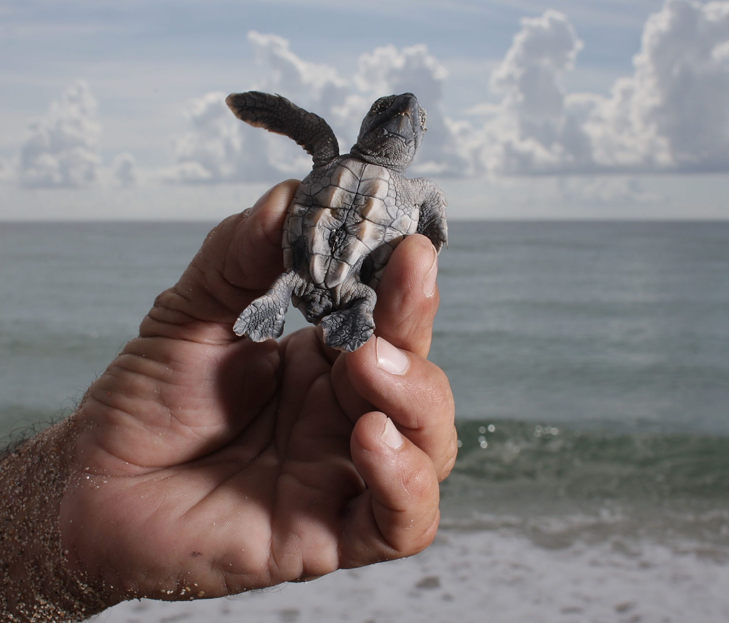 File picture: Miami-Dade county sea turtle expert Bill Ahern holds a Loggerhead turtle as he prepares to release it into the ocean July 24, 2007 in North Miami, Fla.