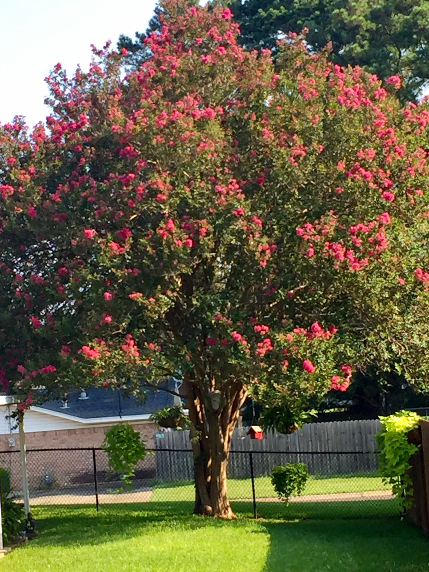 Campbell Vaughn: Keep eye out for invading crape myrtle bark scale