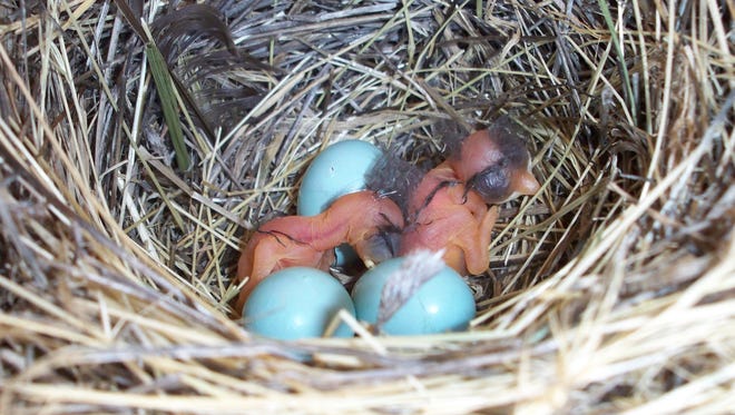 Bluebird chicks hatch in a nest.