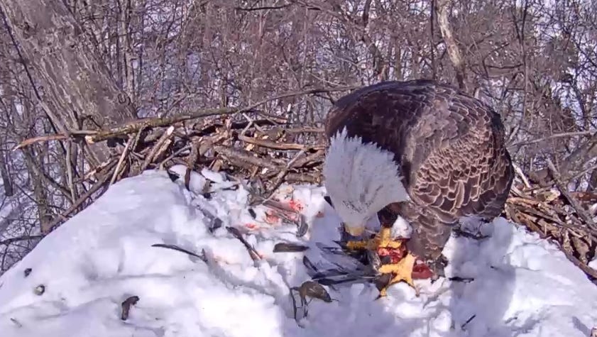 hanover eagle cam hanover eagle cam