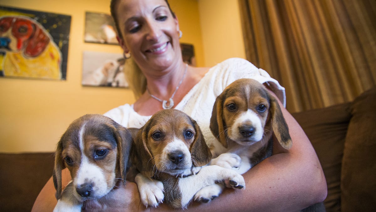 Dog Lovers Go To Great Lengths For America S Fifth Favorite Pup