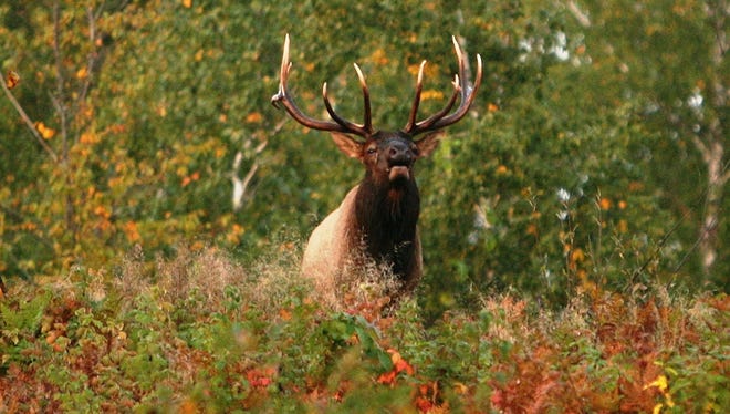 A bull elk is photographed near Clam Lake, Wis.