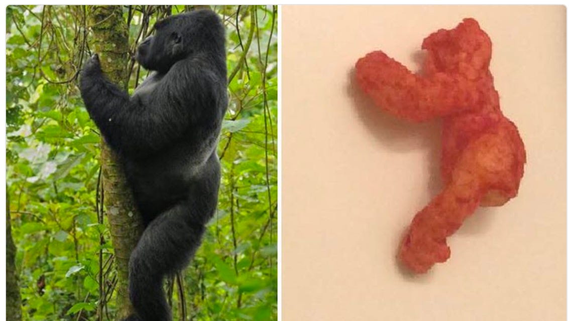 Harambe Shaped Cheeto Reaches Bid Of Nearly 100k On Ebay #harambe2020 | 583.8k people have watched this. would you pay 100k for this harambe shaped cheeto