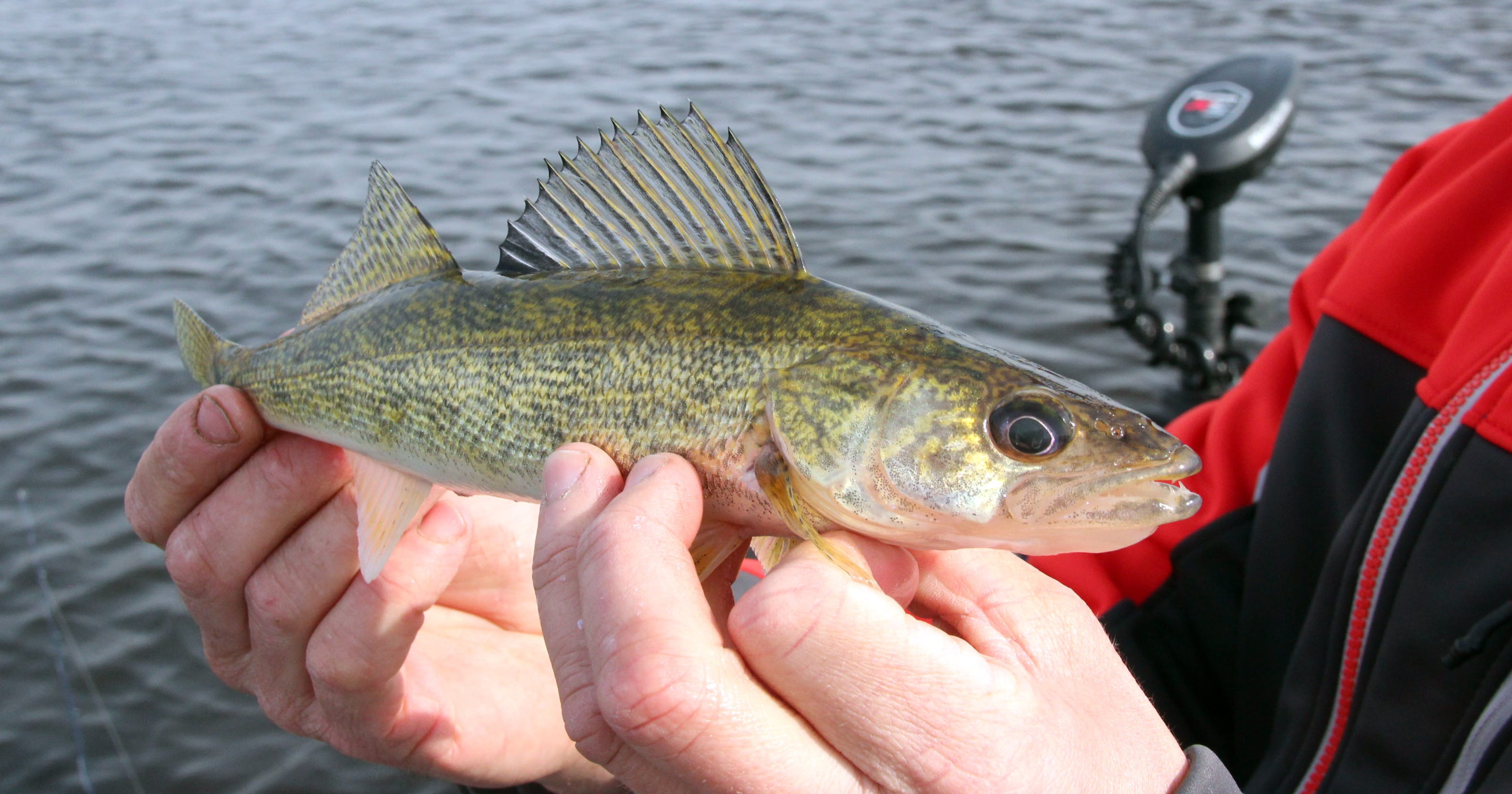 Study planned on walleyes, predators in northern Wisconsin