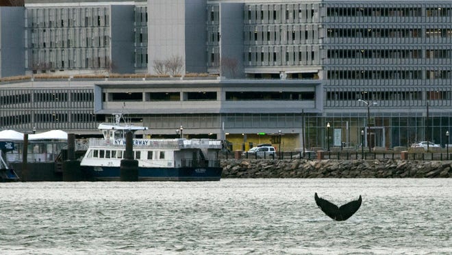 Gotham the whale shakes a tail Nov. 20 near the New York Waterway Ferry Terminal in Weehawken, New Jersey.