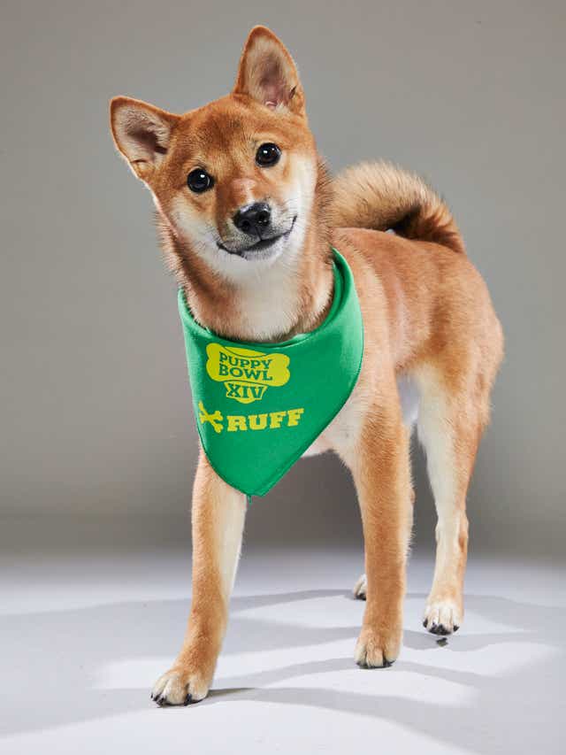 Meet Iowas All Star Lineup For Puppy Bowl Xiv