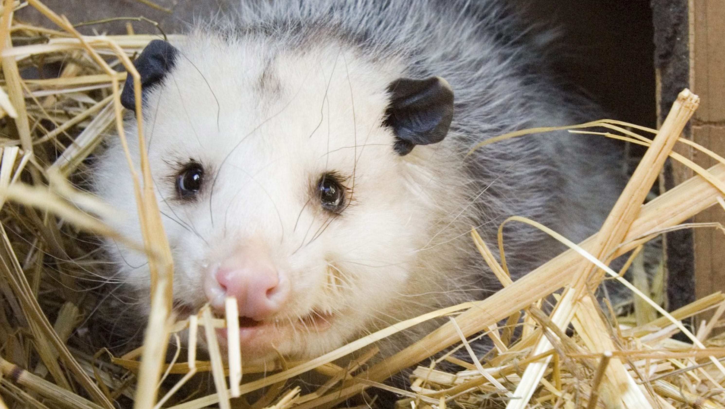 Drunk Opossum Opossum Drank Cognac After Liquor Store