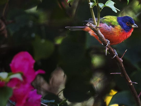 Four Painted Buntings Rescued From Poaching Suspects