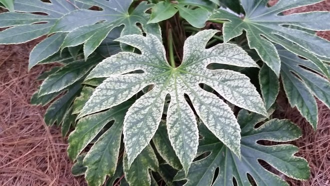 Fatsia ‘Spider’s Web’ offers an unusual variegation that will liven up a shade garden.
