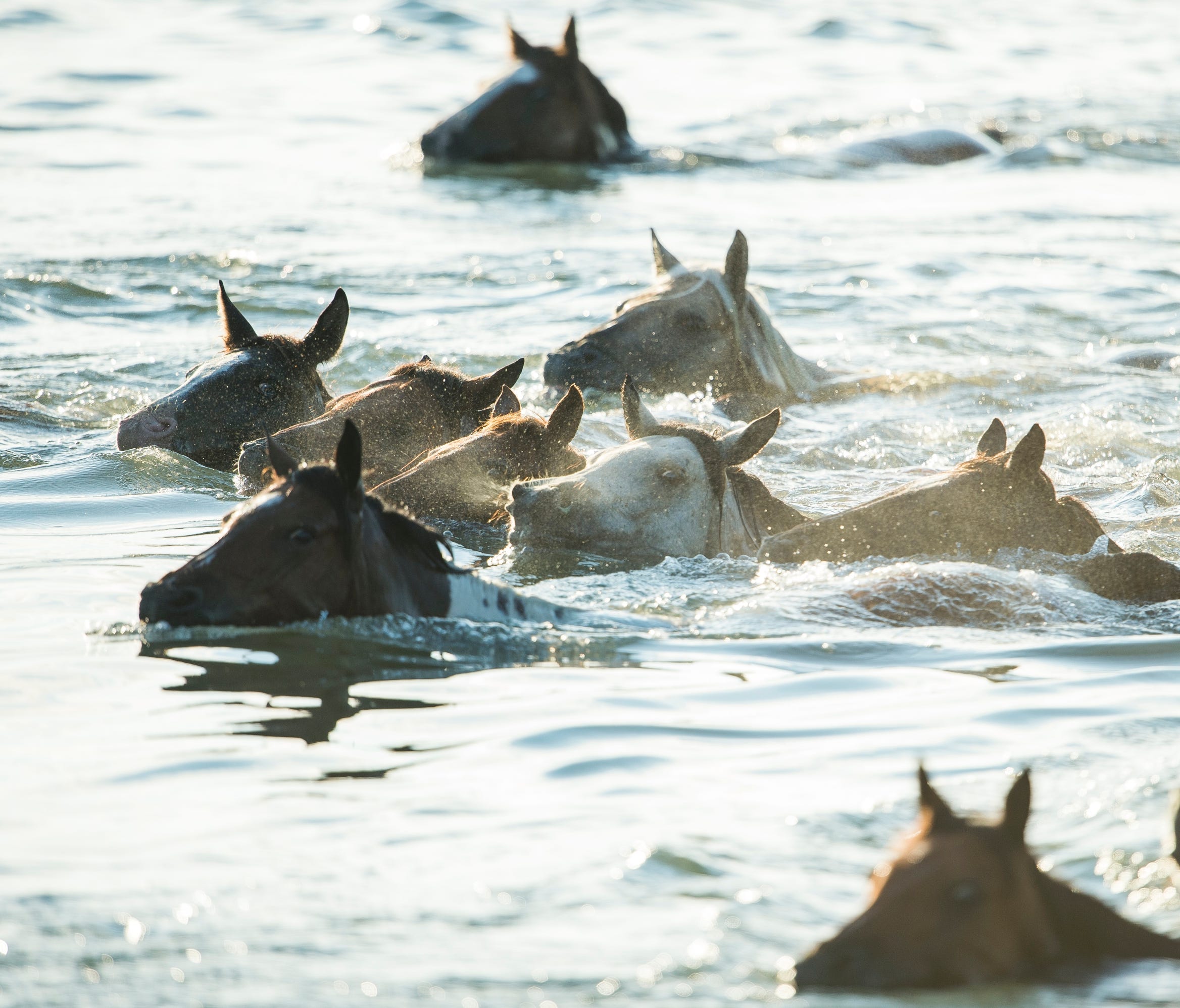 Wild ponies make their swim to on Chincoteague Island in Chincoteague, VA on July 26, 2017. Every year a group of 