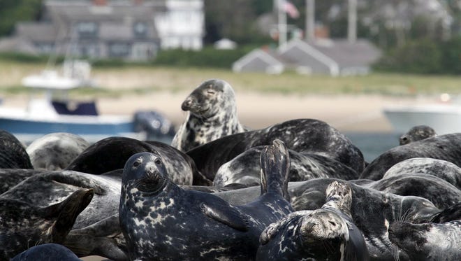 Gray seals congregate on the shore in Chatham, Mass. Decades after gray seals were all but wiped out in New England waters, the population has rebounded so much that they are taking over large stretches of shore, attracting sharks which feed on them, and are interfering with fishing charters.