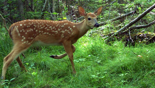 A white-tailed deer fawn at the U-M Biological Sta