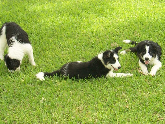 Possessive Puppies Yes Dogs Get Jealous