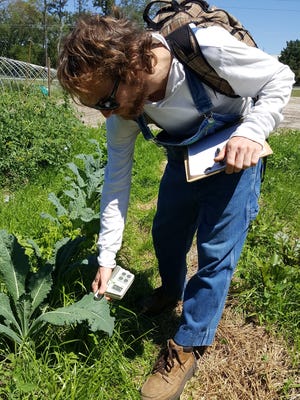 Paul  LaFreniere, a Jupiter High School graduate, uses a spad meter on organic kale leaves, to read the amount of chlorophyll in the plants to compare biostimulant applied plants to non-applied ones.  Lafreniere is pursuing a Bachelor of Science degree in Organic Crop Production at the University of Florida. His interest in aquaculture evoked times he spent as a youth fishing waterways and beaches in northern Palm Beach County. (Dr. Xin Zhao photo)