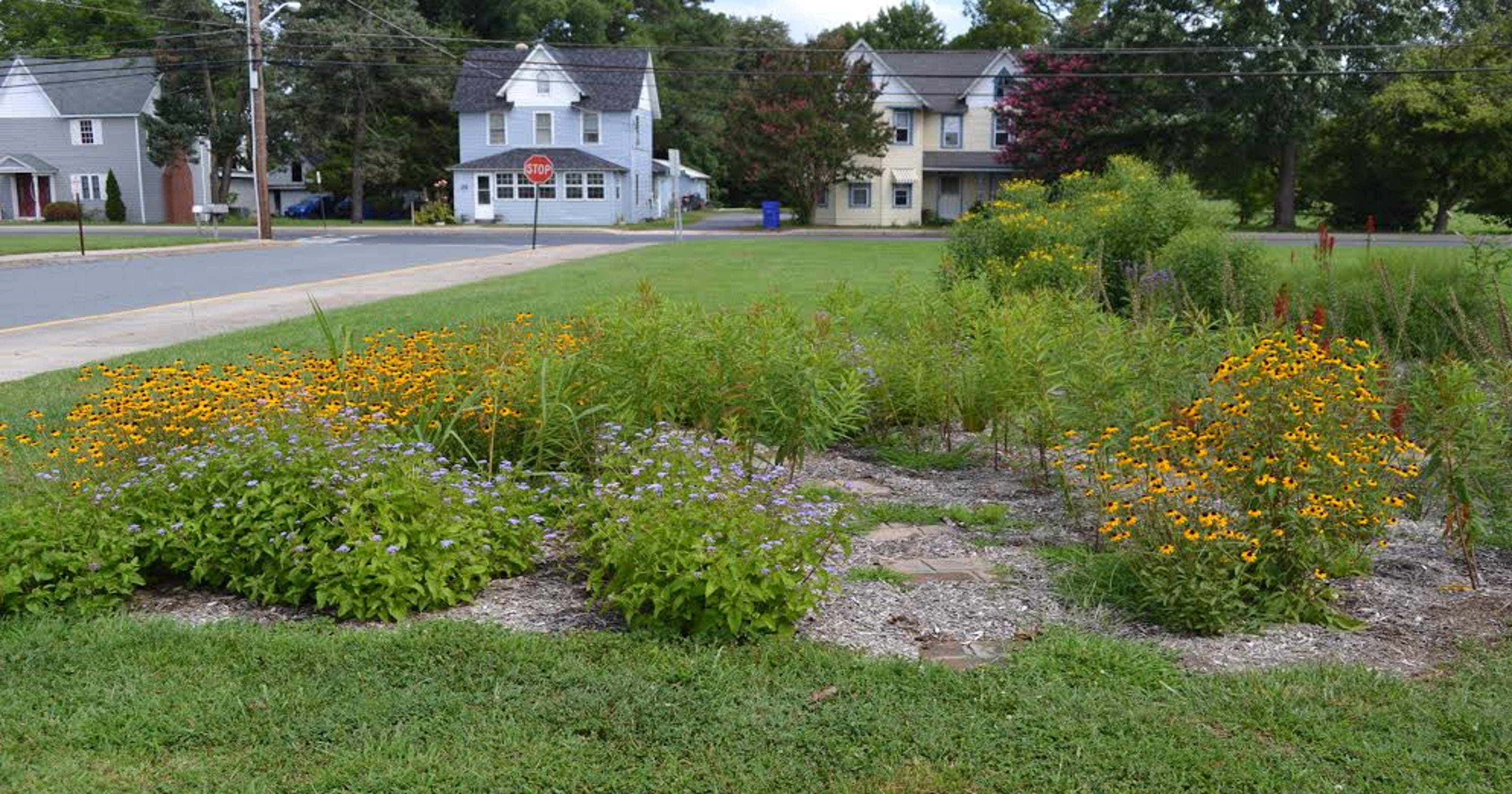 Plant a rain garden, and help protect the bays