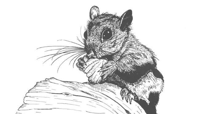The decades-old Al Cooper pen & ink sketch of a flying squirrel which inspired this essay.