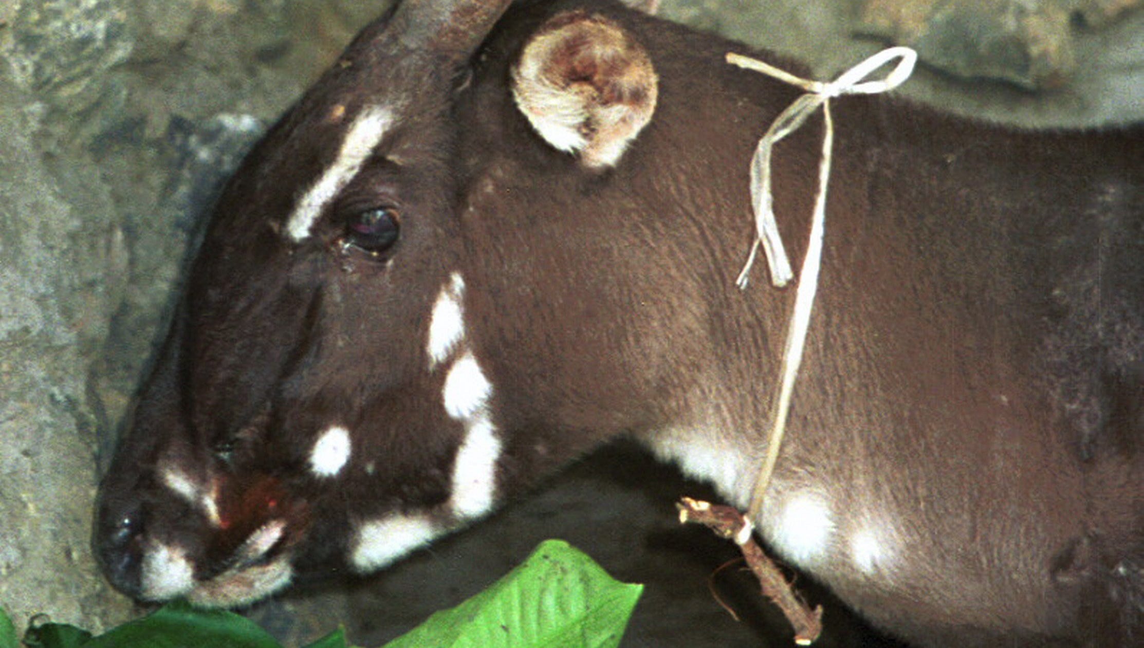 Rarely seen Asian unicorn caught on camera