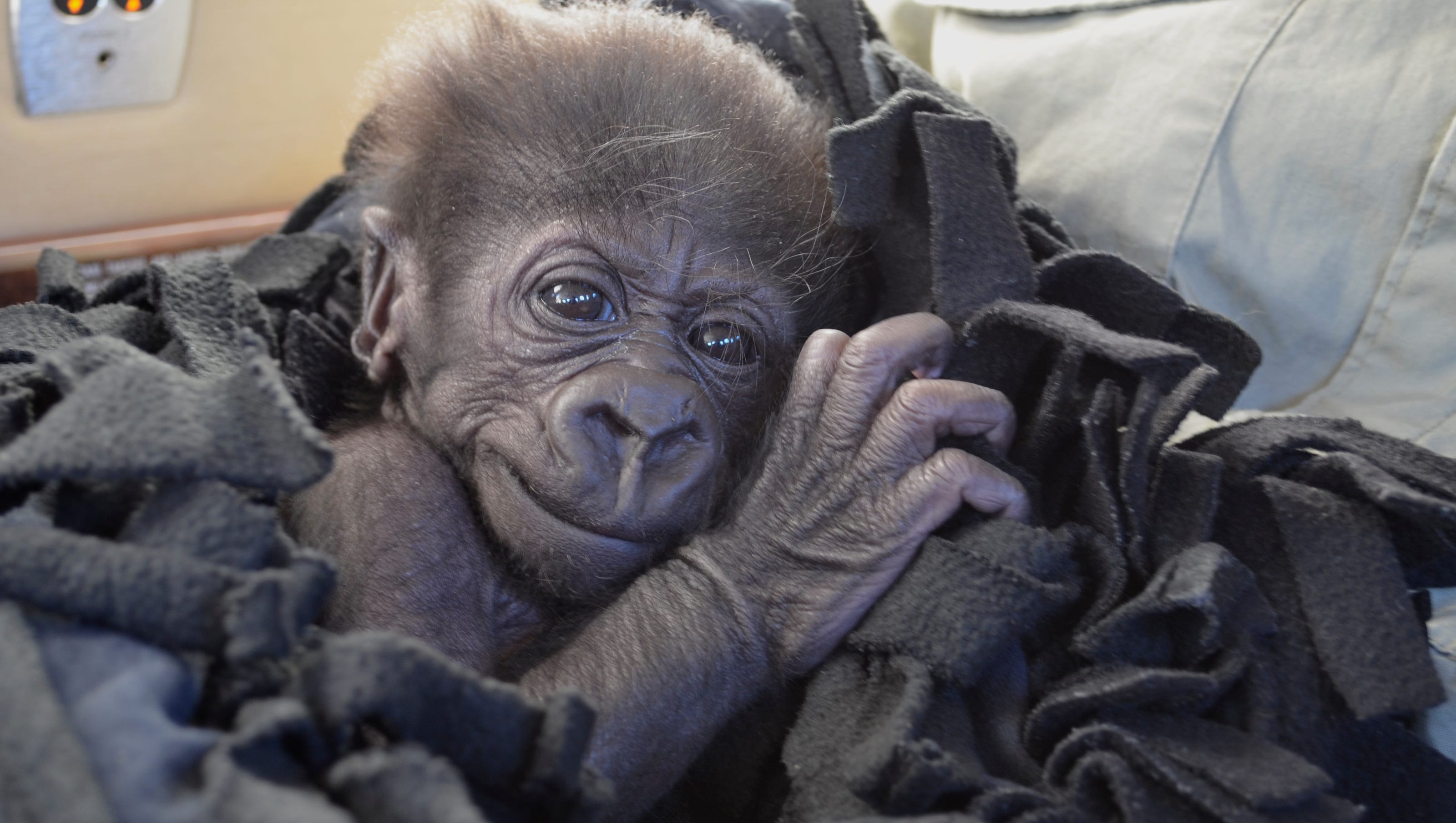 This Gorilla Will Die In 1 Day Abandoned baby gorilla taken in by Cincinnati Zoo