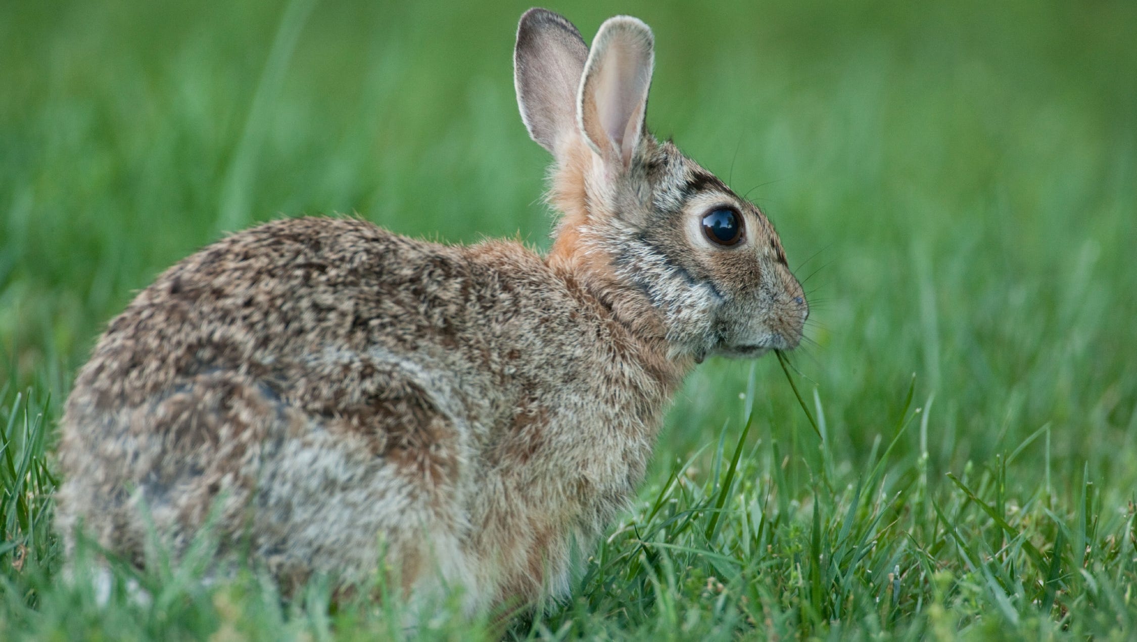 Cottontails still a popular game animal in Missouri