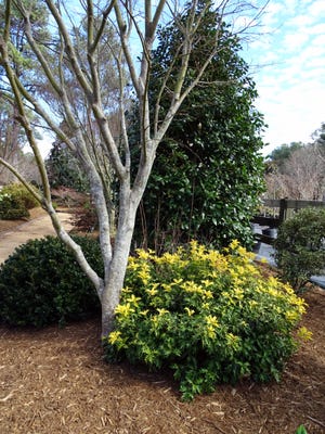 Once established, a shrub border is not likely to need supplemental water except in extraordinary droughts.