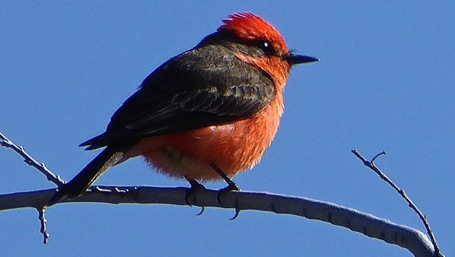 Vermillion flycatcher at Lake Patagonia State Park.