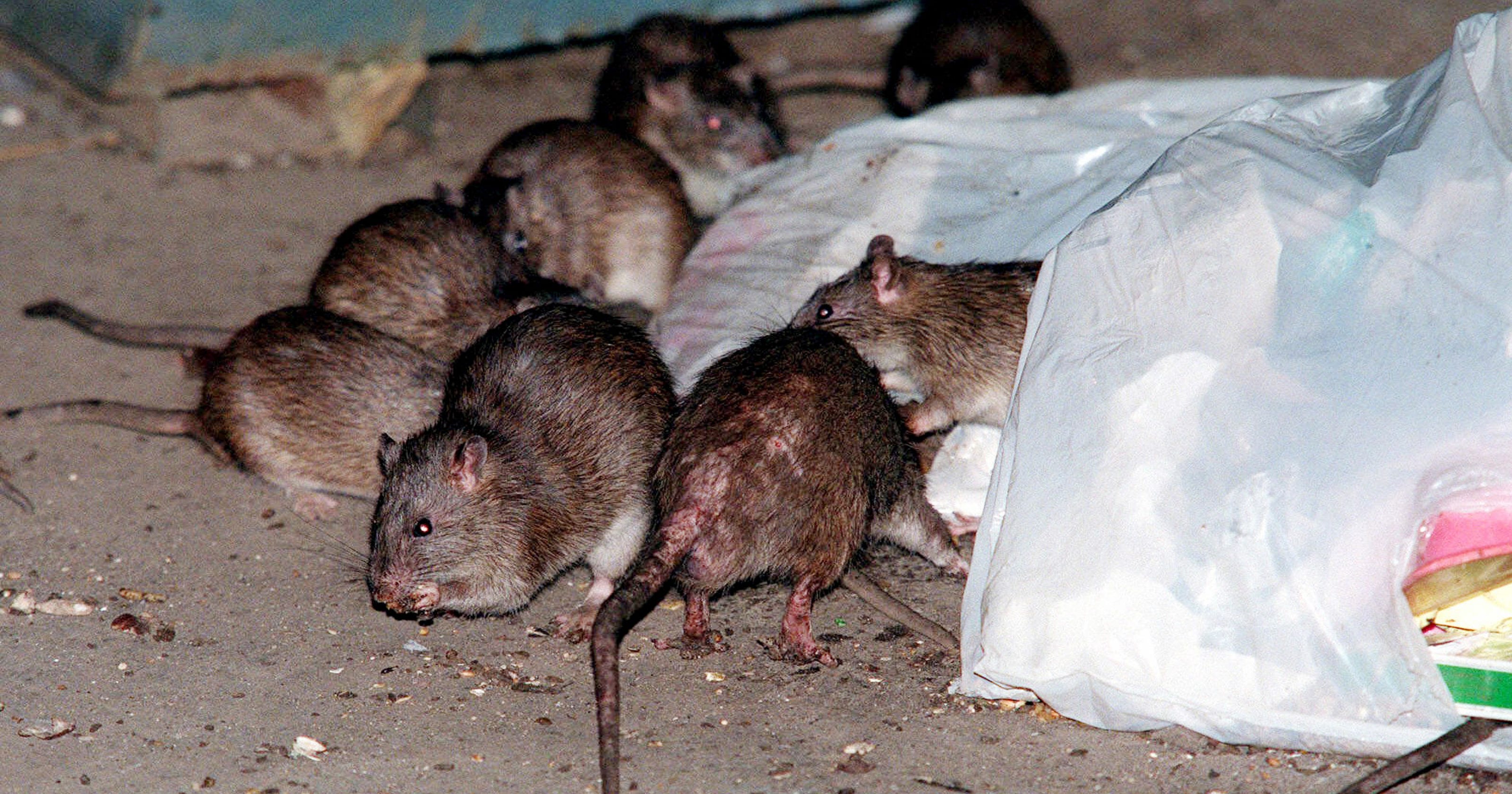 Researchers uncover the disgusting truth about NYC rats