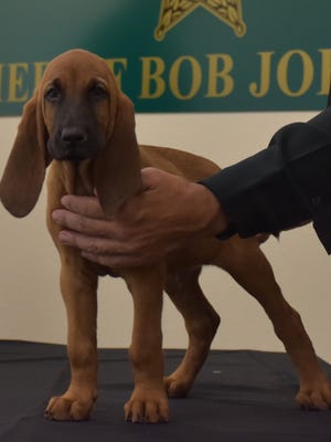 The Santa Rosa County Sheriff's Office is training two bloodhound puppies to help with tracking. The pups were introduced during a press conference Aug. 7, 2018.