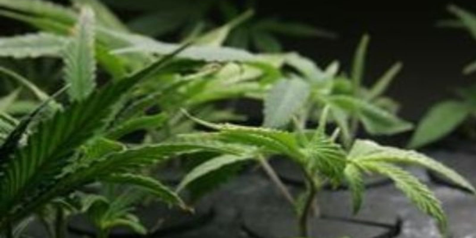 3 Charged With Trying To Bribe Garden City Officials Over Dispensary