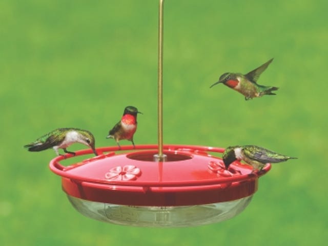 Leave Hummingbird Feeders Out Past Labor Day To Help Stragglers