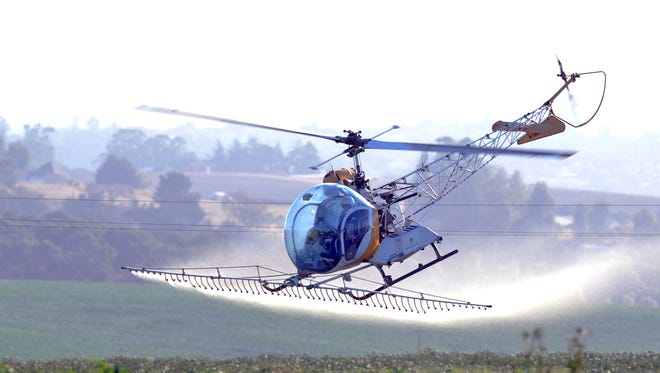 At work early Sunday morning, a crop-spraying helicopter comes in low for a run over artichoke fields in Castroville. 