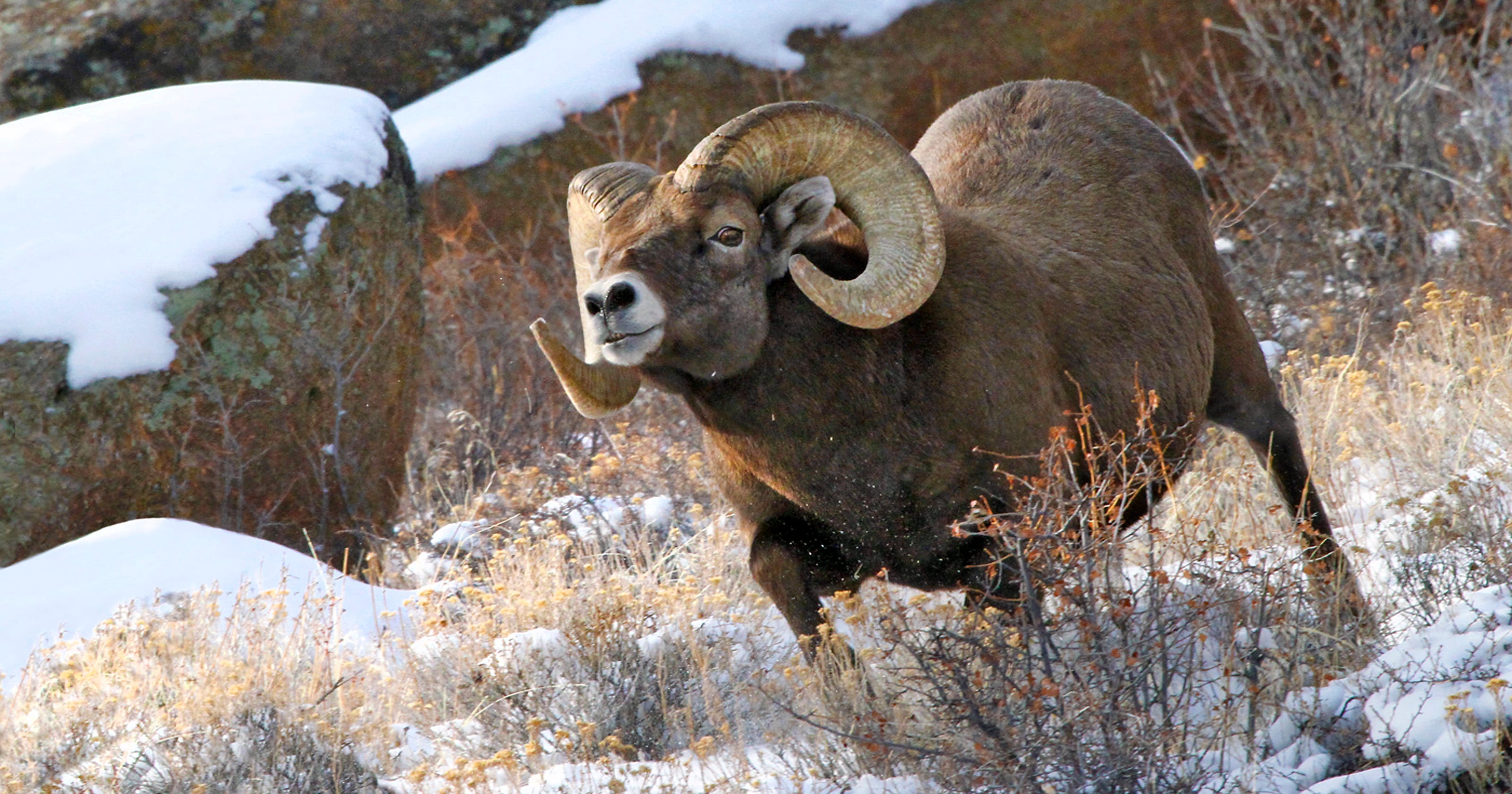 Head to Big Thompson Canyon to see the bighorn sheep