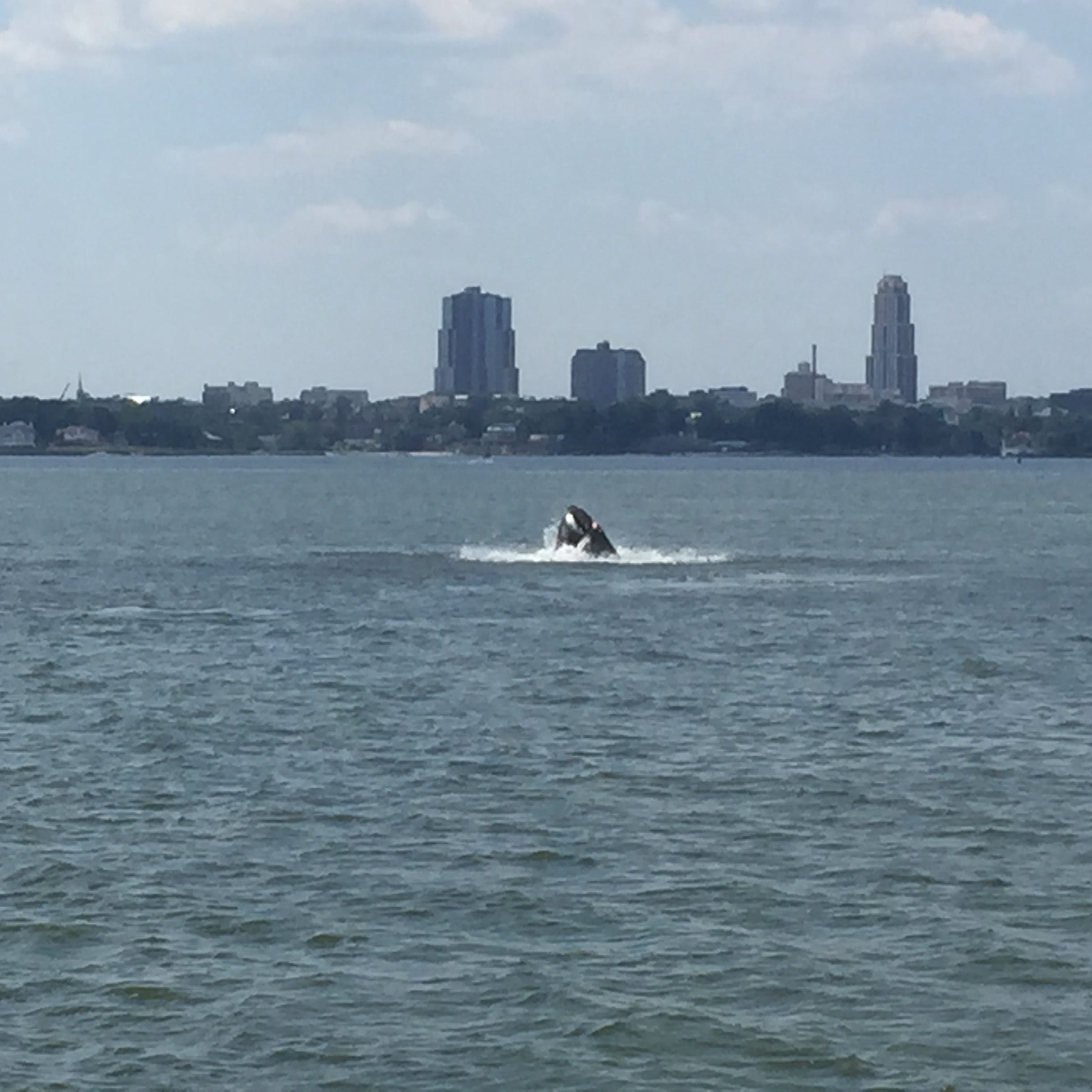 A humpback whale was spotted off New Rochelle in the Long Island Sound on Thursday.