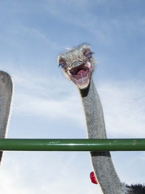 Get Check Out Ostrich Festival Kickoff Events For Android Free Wallpaper Check Out Ostrich Festival Kickoff Events Desktop Wallpaper Free