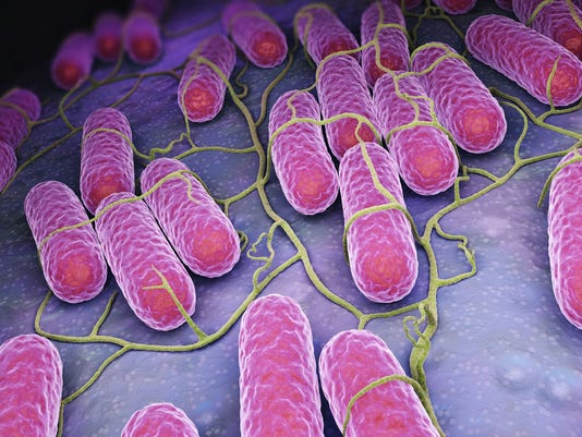 Salmonella tainted chicken salad sold at Fareway was made ...