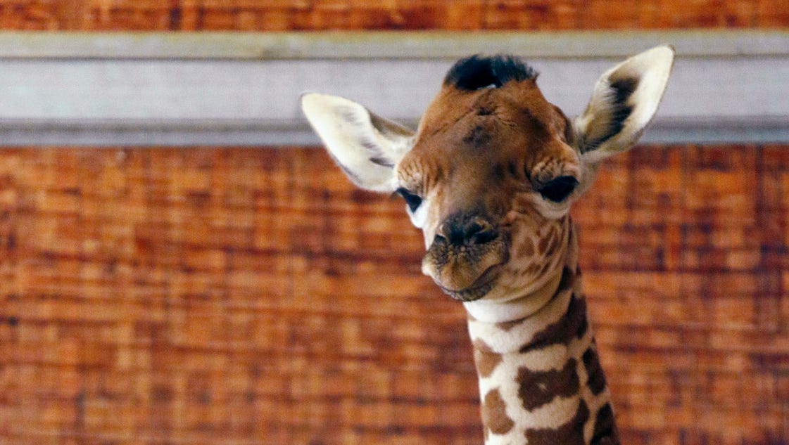 Giraffe Calf Dies At Dallas Zoo After Breaking Neck