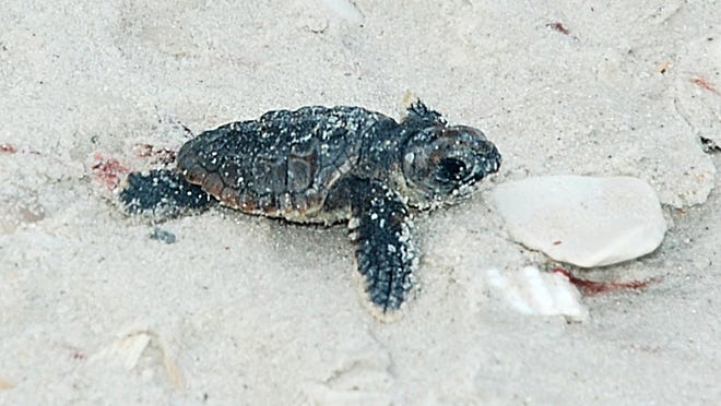 
A loggerhead hatchling scurries to the Gulf of Mexico this past season on Bonita Beach.

