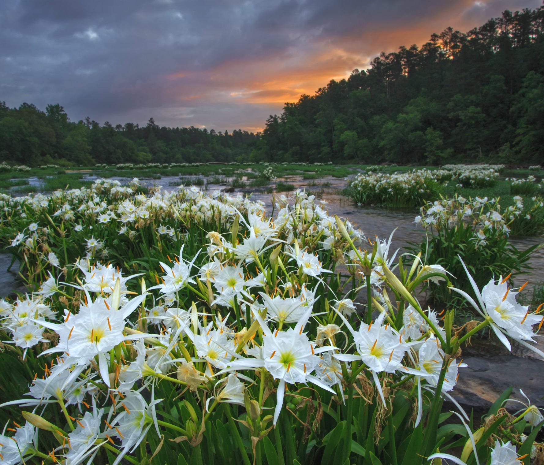 Cahaba River National Wildlife Refuge in Alabama supports 64 rare and imperiled plant and animal species -- 13 of which are found nowhere else in the world. It's home to the largest known stand of Cahaba lilies, a beautiful plant that begins to bloom
