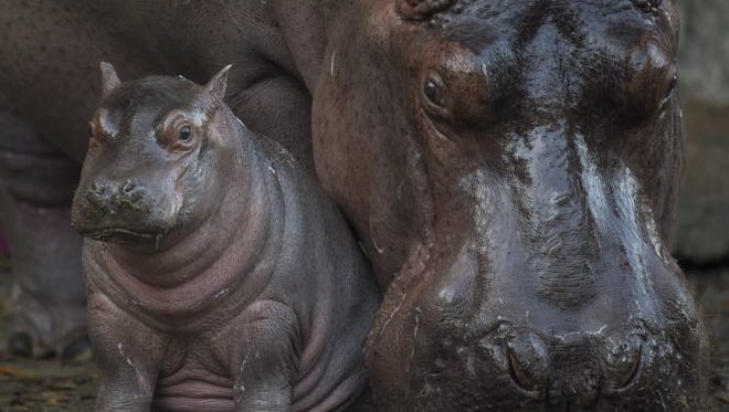 Download Turns Out That Baby Hippo Born At Disney S Animal Kingdom Is A Boy HD Wallpaper Turns Out That Baby Hippo Born At Disney S Animal Kingdom Is A Boy For iPhone