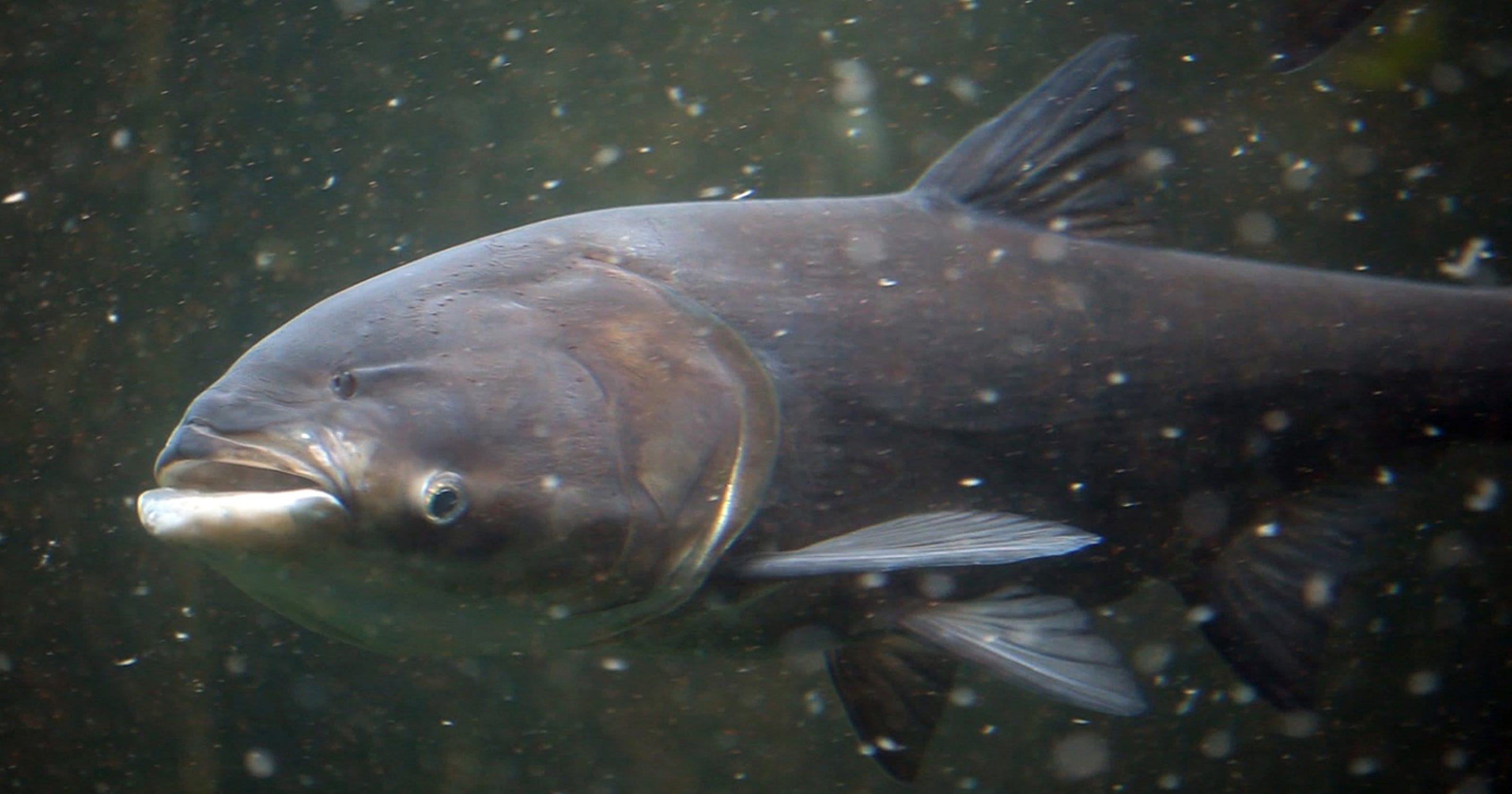 $18 billion would keep Asian carp out of Great Lakes