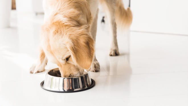Can dogs eat avocados? Is the popular fruit as nutritious for dogs?