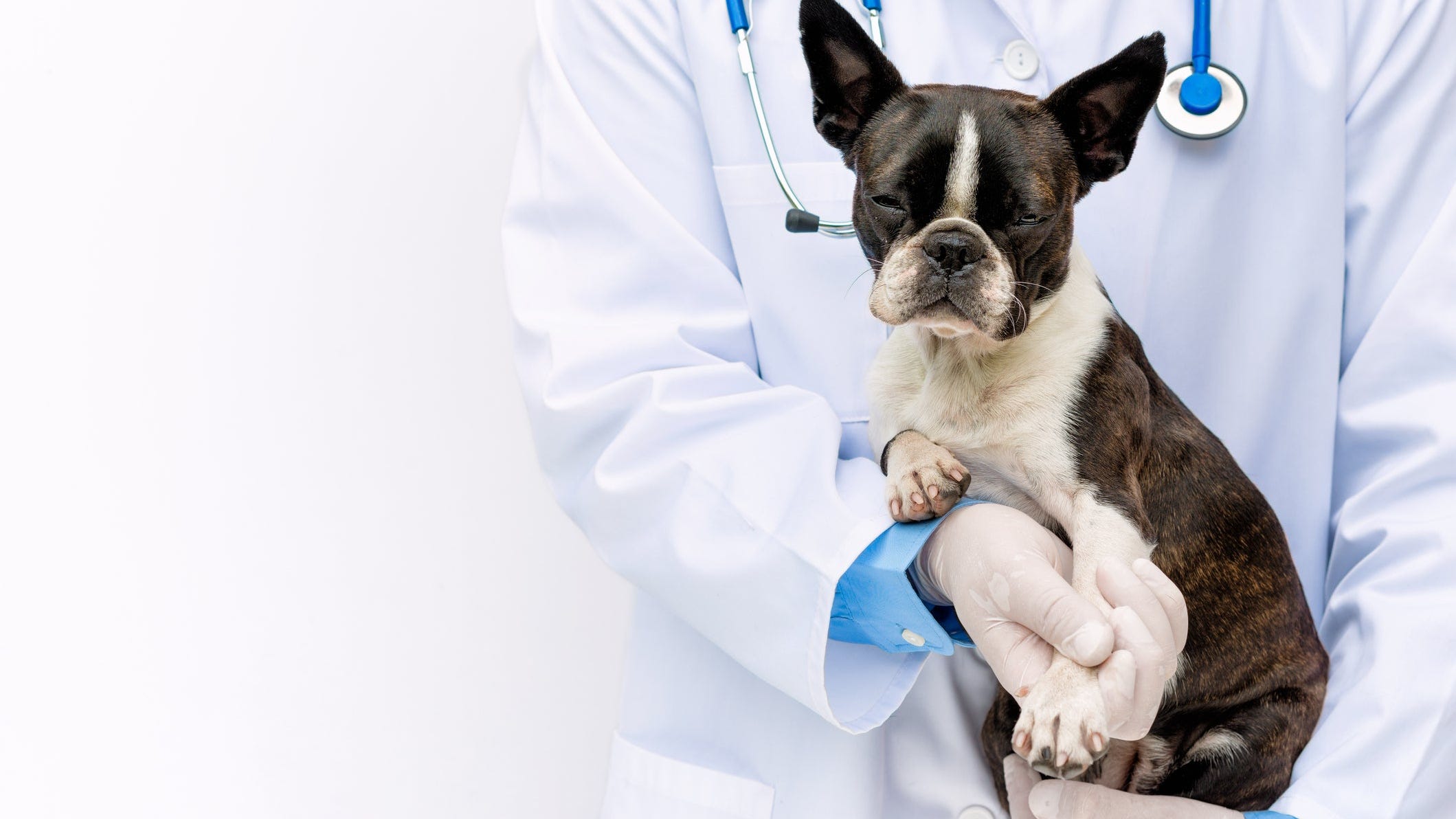 what can dogs take for inflammation