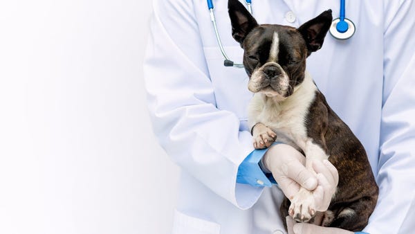 A veterinarian is holding an injured dog.